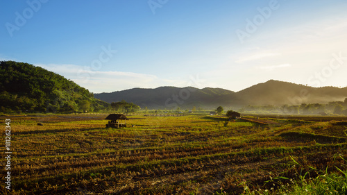 Rice field and farming in Chiang Mai province