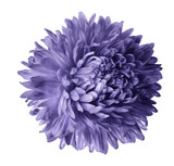 Violet  aster flower isolated on white background with clipping path.  Closeup no shadows.  Nature.
