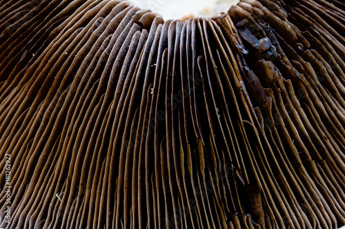 Valokuva The underside of half of a Portobello mushroom from close