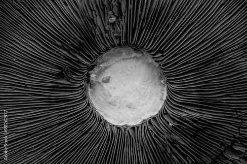 The underside of a Portobello mushroom from close- black and white rendering
