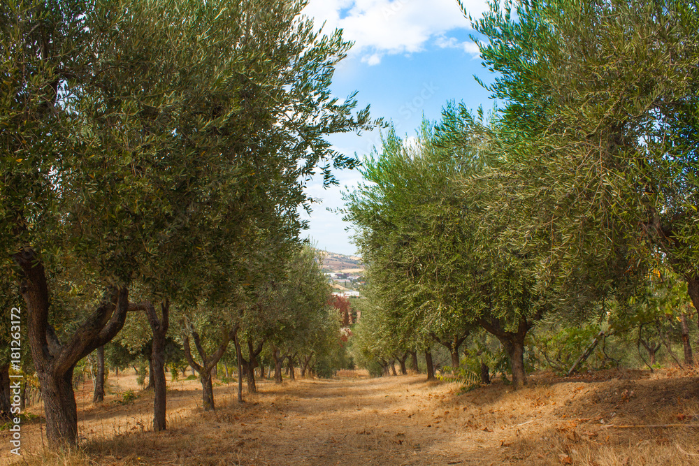 Olive Trees Garden, with Olives on the Branches, Nature Background Olive Trees Garden, with Olives on the Branches, Nature Background