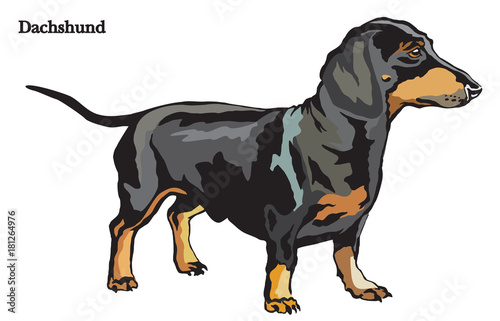 Dachshund vector illustration