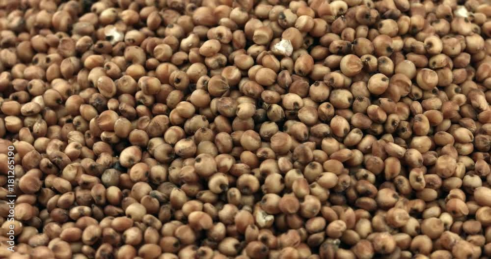 Sorgo seed (Sorghum Moench) Sorgo seed (Sorghum Moench)