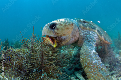 Photography Conch-Chomping Loggerhead Turtle