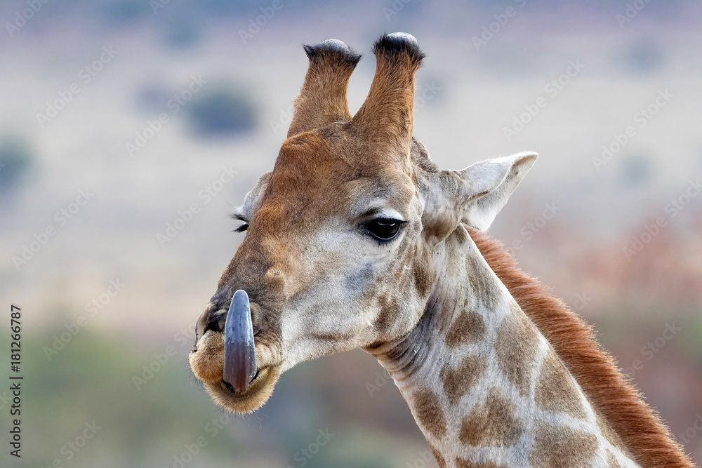 Obraz premium Girafe 1