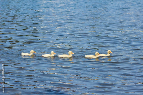 Patitos photo