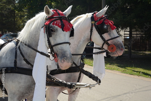 Decorated horses for wedding