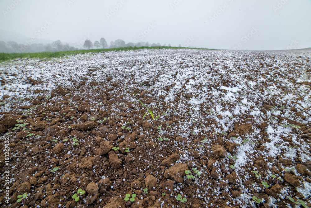Hagel auf dem Feld mit Aussaat Hagel auf dem Feld mit Aussaat