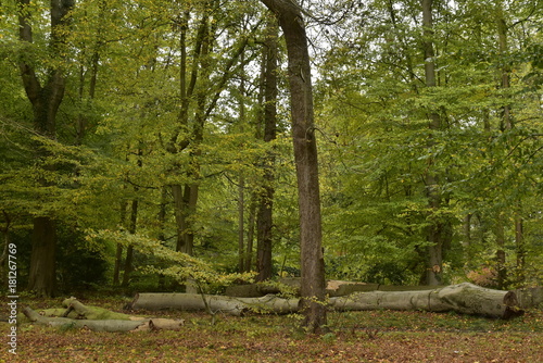 Les nombreuses vari  t  s d arbres en automne au Jardin Botanique National de Belgique    Meise