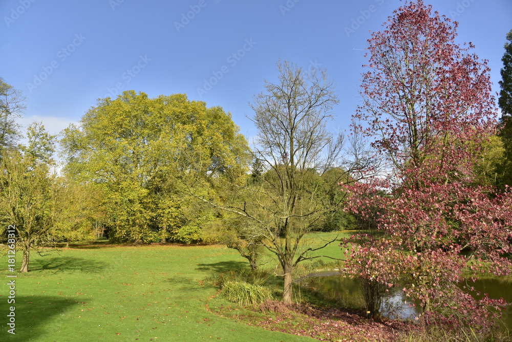 L'arbre à feuillage couleur bordeaux au bout de l'étang de l'Orangerie au Jardin Botanique National de Belgique à Meise