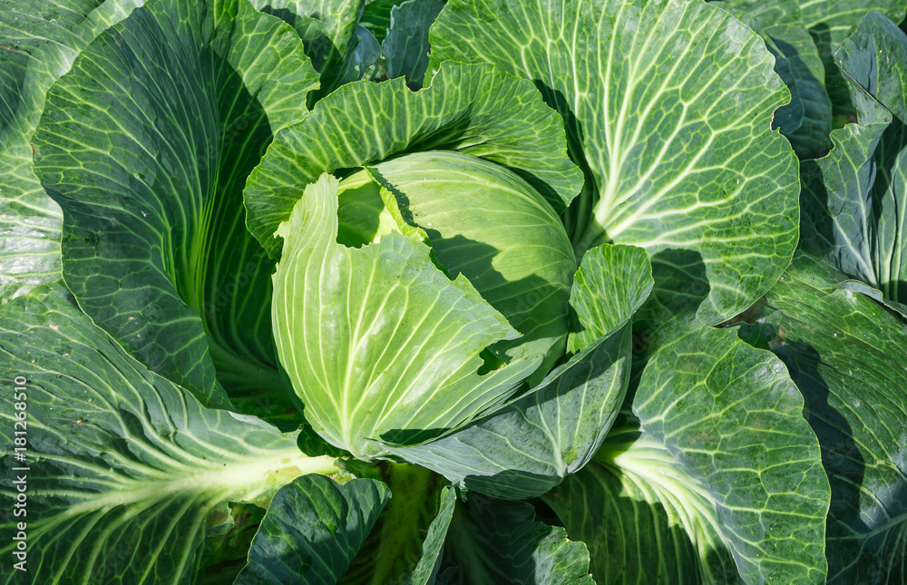 Cabbage on a garden. Cabbage on a garden.