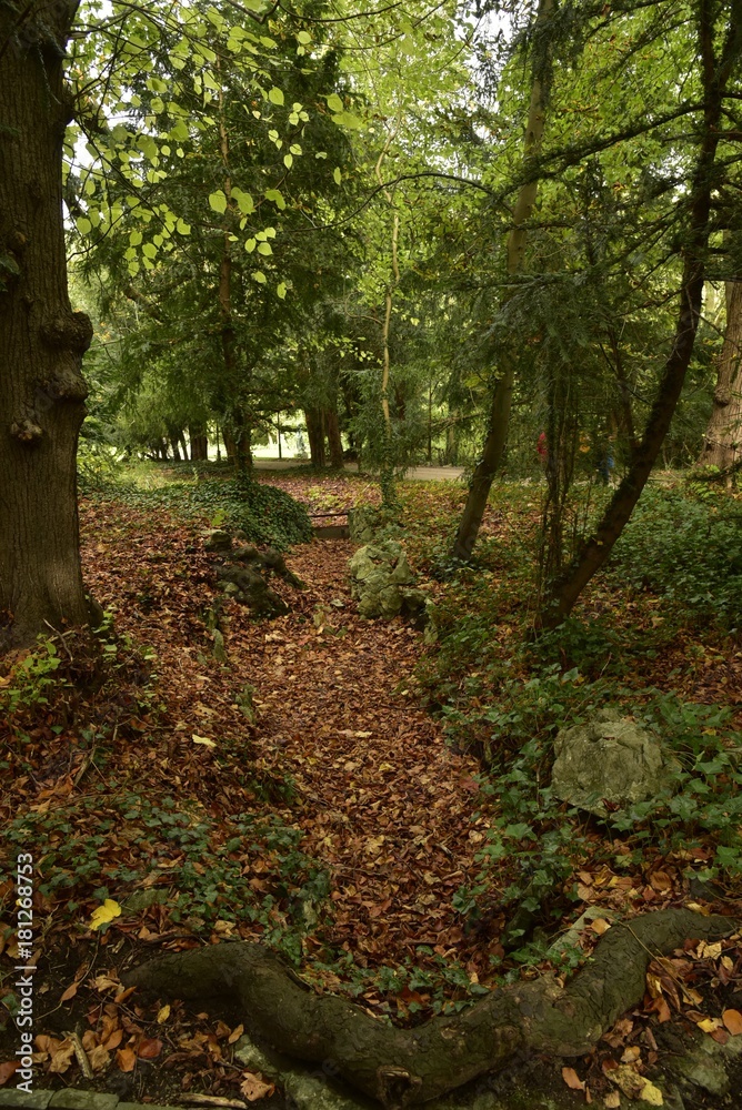 Naklejka premium Passage étroit en plein bois en automne au Jardin Botanique National de Belgique à Meise