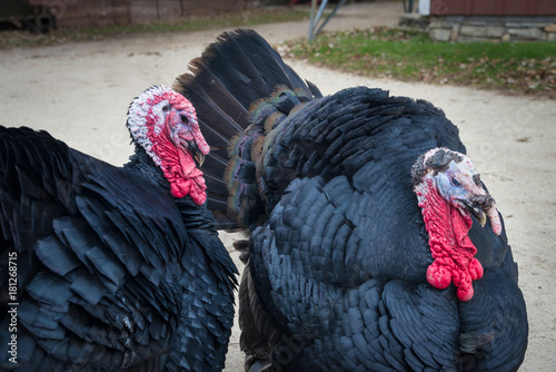 A pair of soon to be guests of honor at Thanksgiving dinner out for a stroll in the barnyard.