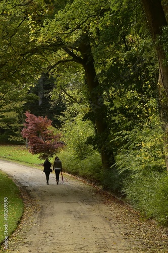 Fototapeta Naklejka Na Ścianę i Meble -  Promenade sur un chemin ombragé sous de magnifiques spécimens au Jardin Botanique National de Belgique à Meise