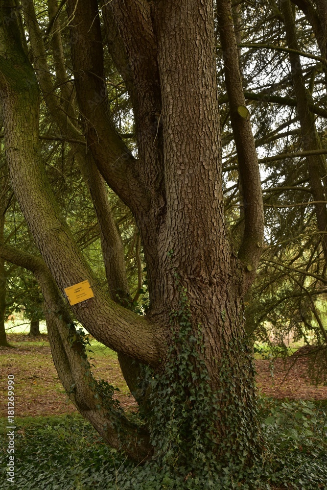 Fototapeta premium Les cèdres du Liban avec parfois les branches particulières aux Jardin Botanique National de Belgique à Meise
