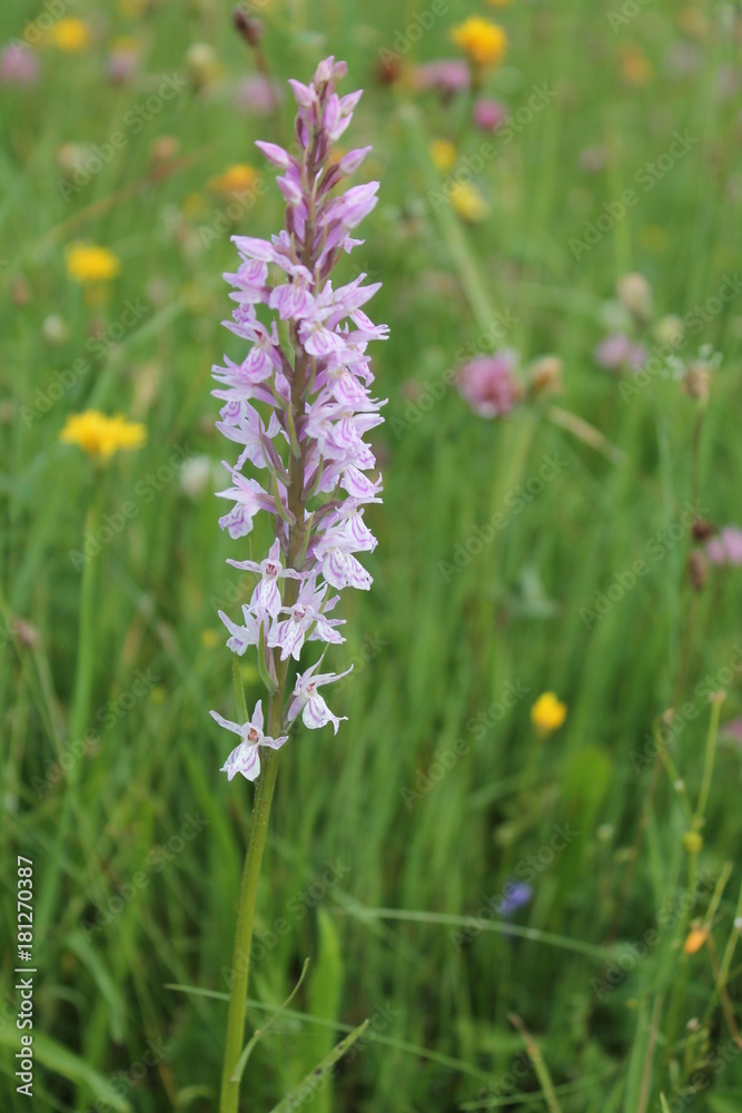 Orchis militaris. Flowering orchis in natural Europe meadow Orchis militaris. Flowering orchis in natural Europe meadow