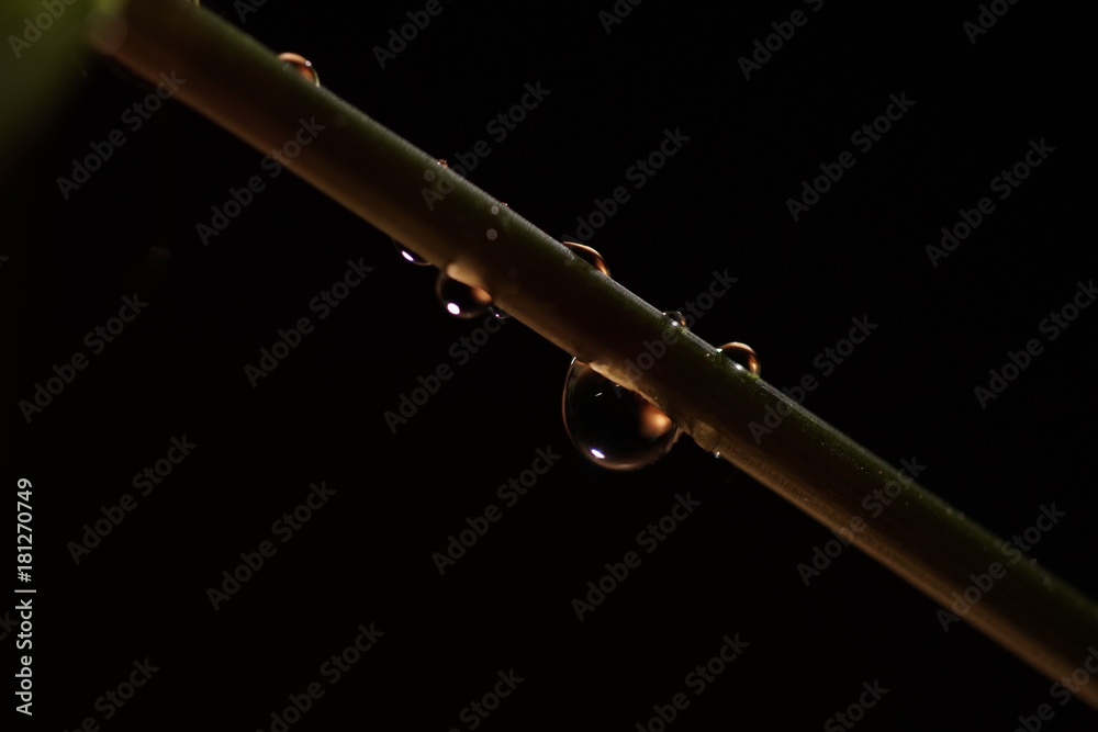 Naklejka premium Verschieden große Wassertropfen an Pflanzenstiel