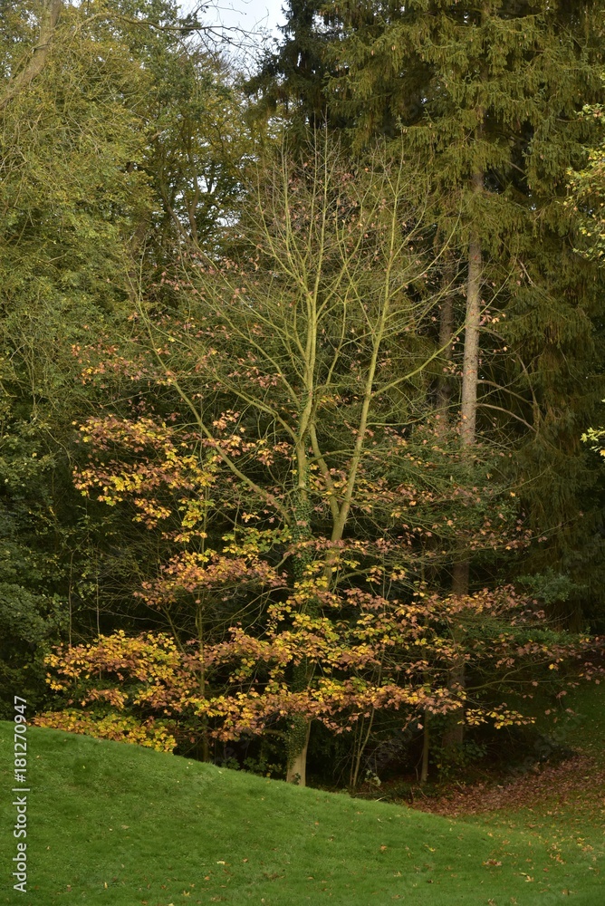 Obraz premium Les nombreuses variétés d'arbres en automne au Jardin Botanique National de Belgique à Meise
