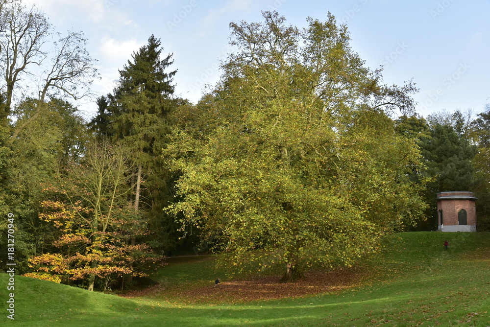 Obraz premium Groupe d'arbres à feuillage parfois doré sous quelques rayons de soleil au Jardin Botanique de Belgique à Meise