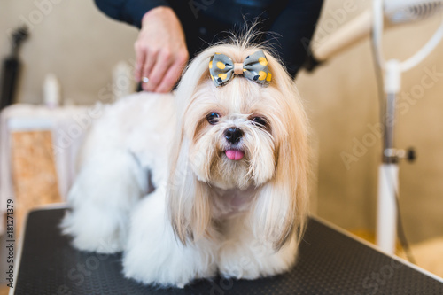 Fényképezés Female groomer brushing Shih Tzu at grooming salon.