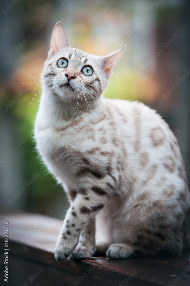 Bengal Cat Outdoor