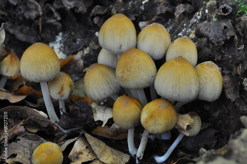 Coprinellus mushroom in deep forest. Wild mushroom background.   photo