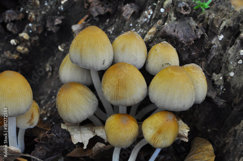 Coprinellus mushroom in deep forest. Wild mushroom background.   photo