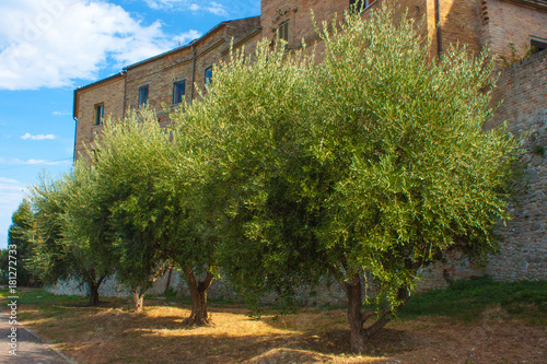 Olive Trees Garden, with Olives on the Branches, Nature Background