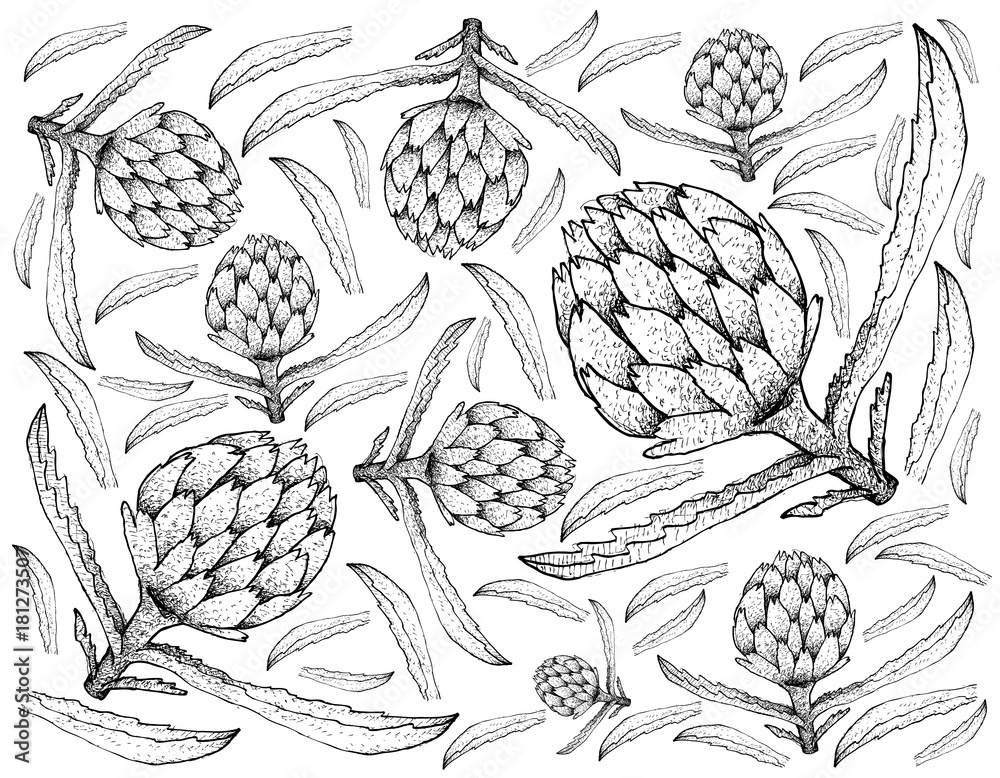 Hand Drawn of Fresh Artichoke Plants Background Hand Drawn of Fresh Artichoke Plants Background