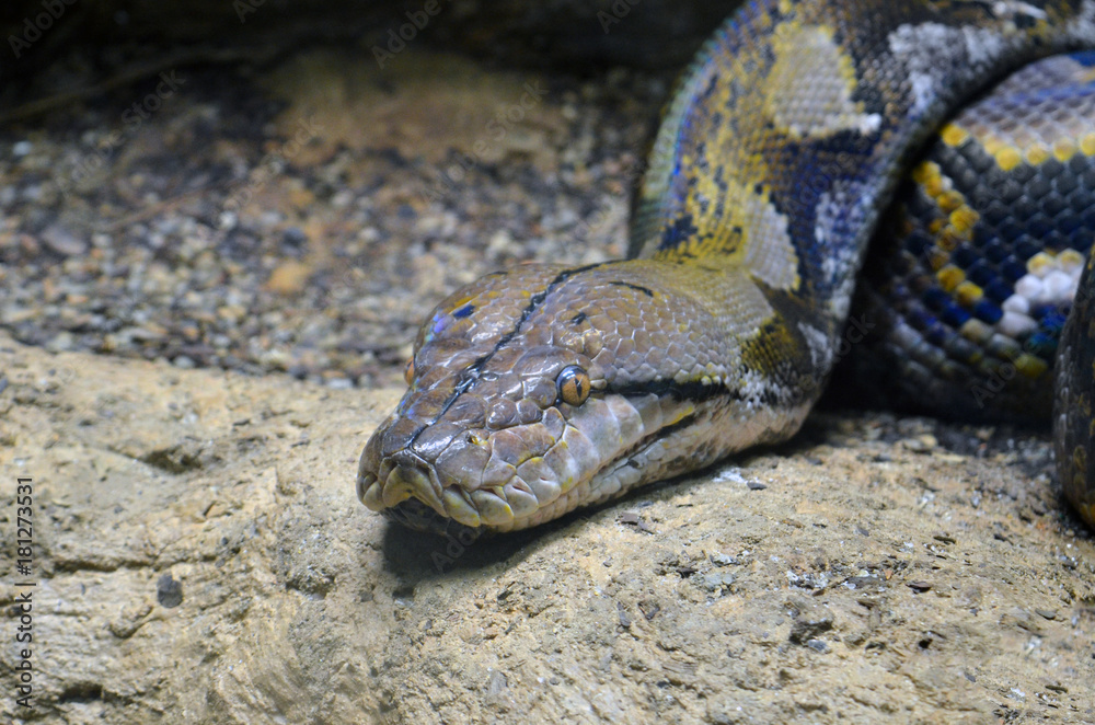 Fototapeta premium Snake ready for the attack