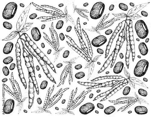 Hand Drawn of Adzuki Bean Plants Background