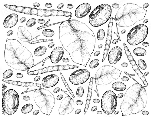 Hand Drawn of Black Eyed Pea Plants Background