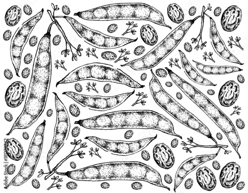 Hand Drawn of Tepary Bean Pods Background