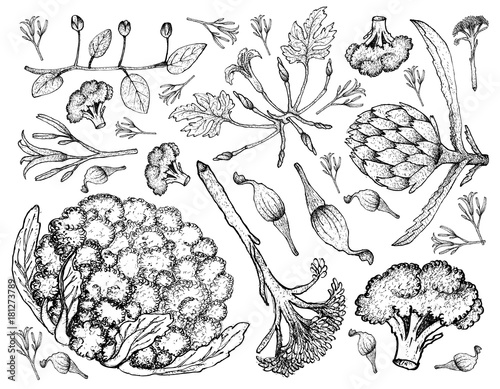 Hand Drawn of Various Vegetables on A White Background