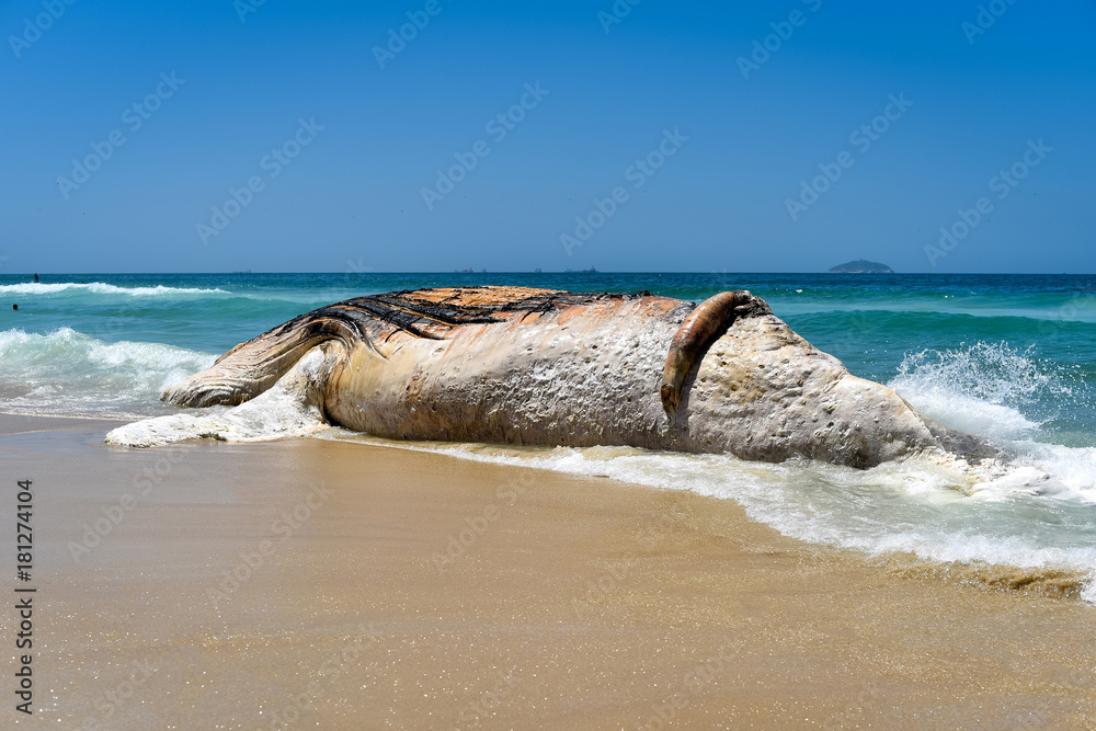Naklejka premium Washed Ashore Decomposing Whale in Ipanema Beach in Rio de Janeiro