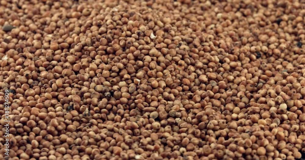 Sorgo seed (Sorghum Moench) Sorgo seed (Sorghum Moench)