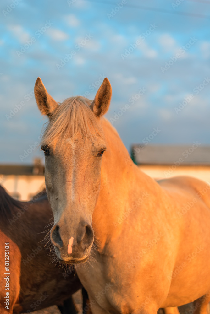 portrait of a horse on a farm 