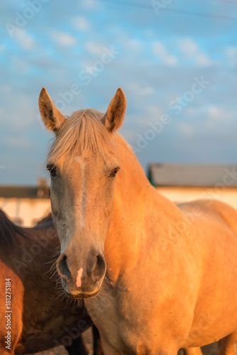 portrait of a horse on a farm  © shymar27