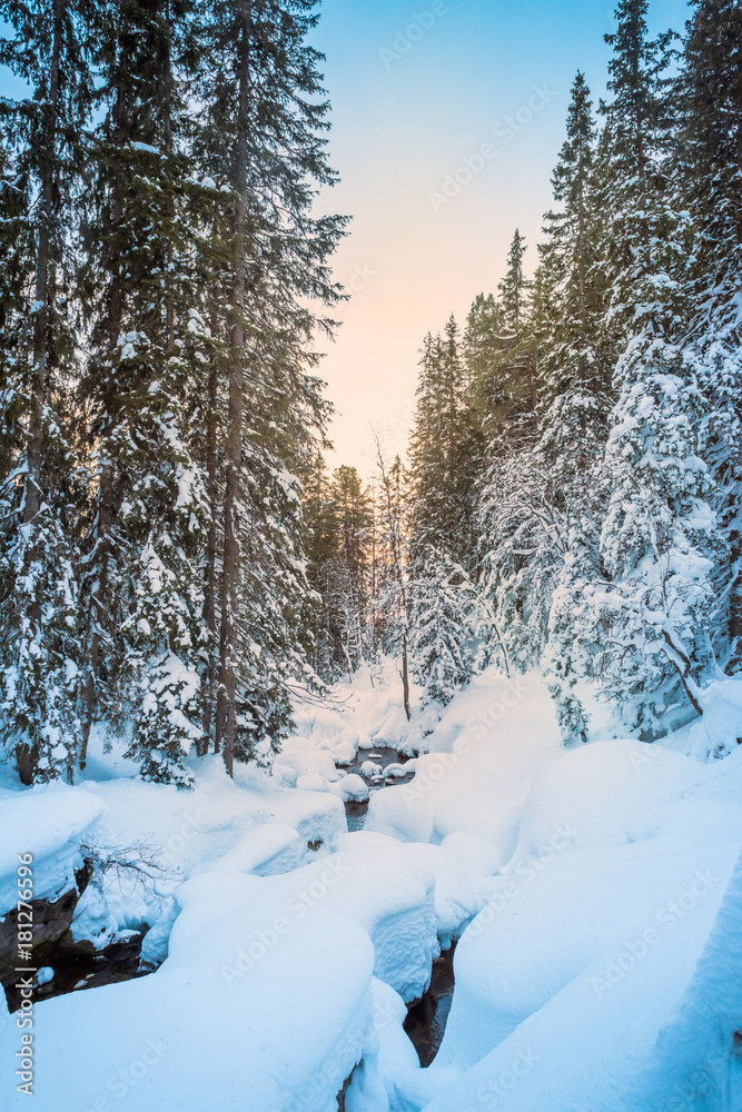 Fir forest covered with snow Fir forest covered with snow