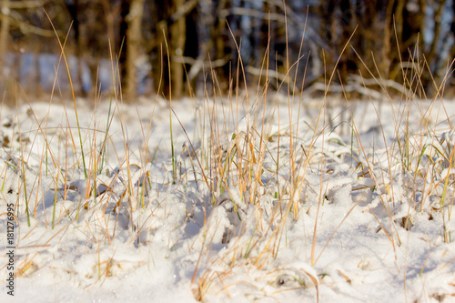 Ornamental grasses in winter in the snow photo