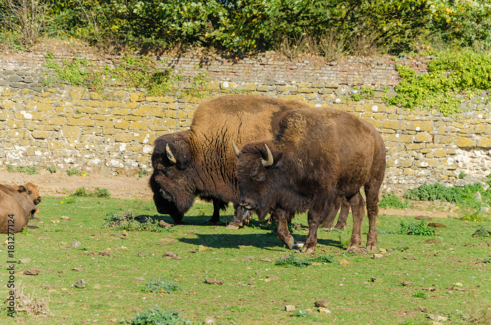 bison dans la prairie