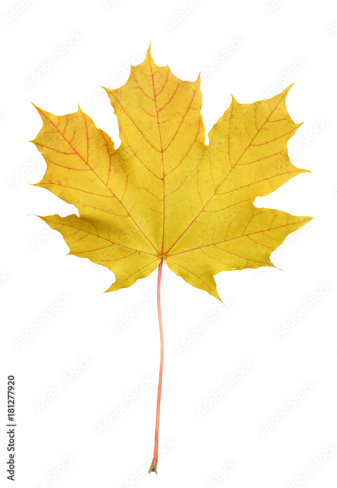 Beautiful bright yellow maple tree leaf isolated on white background. Maple tree leaf close up. Beautiful bright yellow maple tree leaf isolated on white background. Maple tree leaf close up.