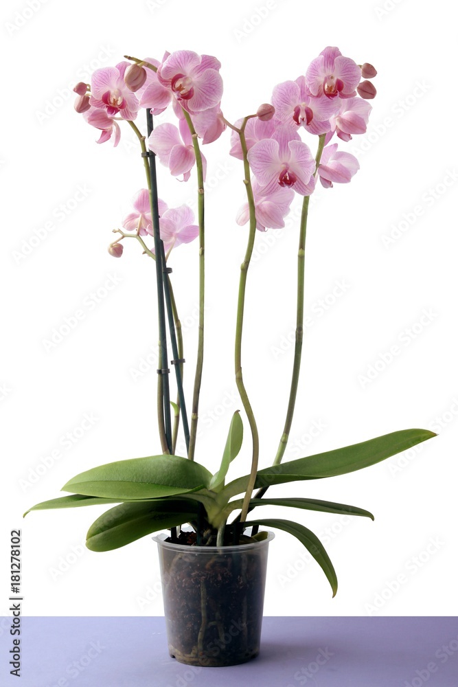 pretty orchid isolated pretty orchid isolated