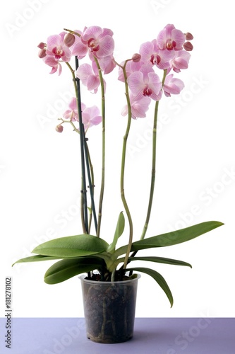 pretty orchid isolated