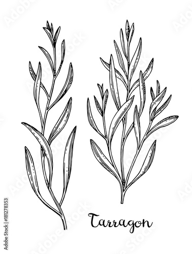 Ink sketch of tarragon. © alhontess