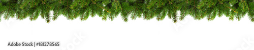 Evergreen branches on white