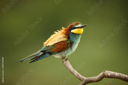European bee-eaters sitting on the branch