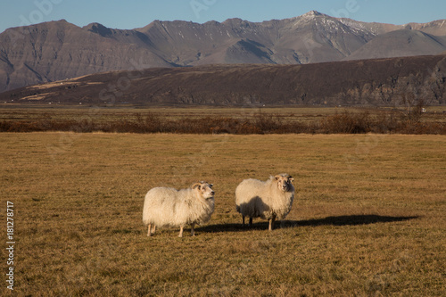 Icelandic sheep  Ovis aries  in grassy landscape at sunset