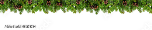 Evergreen branches on white