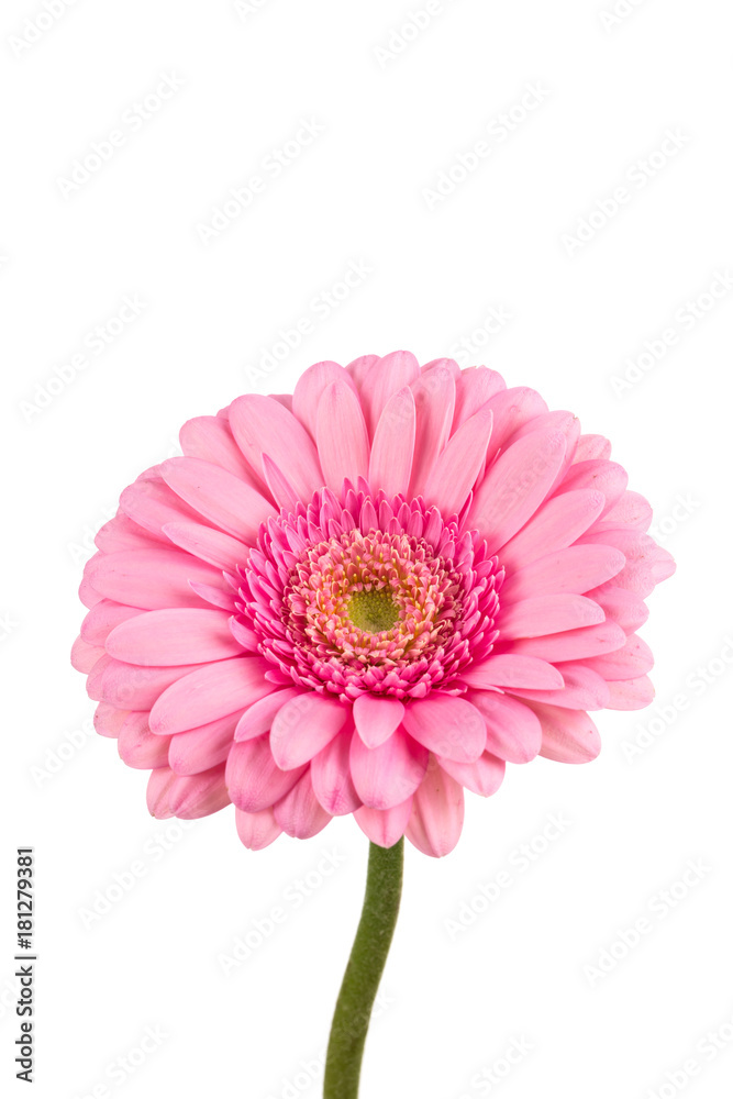 Pink gerbera flower Pink gerbera flower